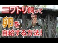 ニワトリ飼って毎日新鮮な卵をゲット！鳴き声が気にならない自然養鶏を教えます！