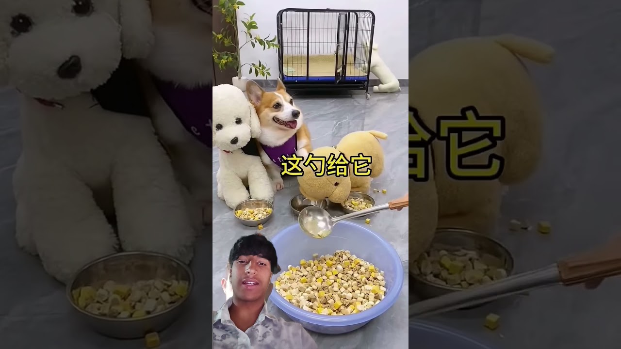 #pets #viral #trending #trending #youtubeshorts #youtubeshorts #viralvideo #youtube #tommy