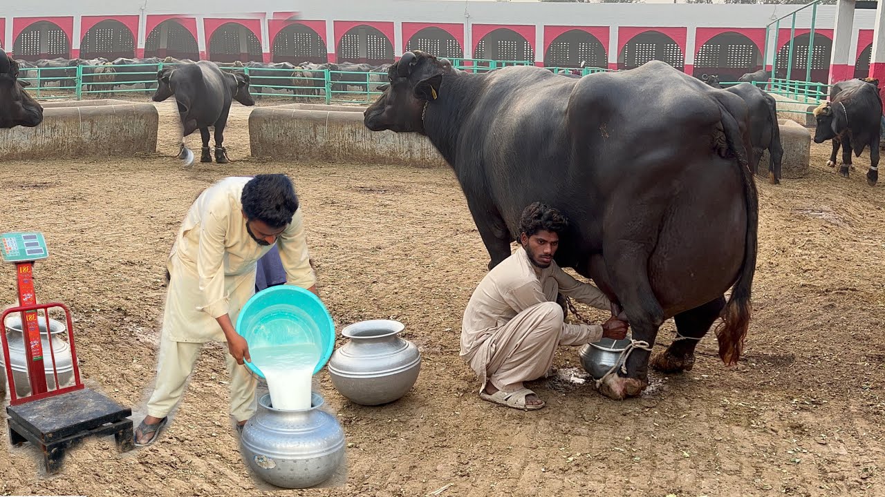 Рекордный надой молока Хаджи Шауката Доггара с молочной фермы Multan Buffalo: 32,914 кг