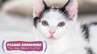 Sleeping Music for Kittens 2 Hours Soothing Tunes for Your Cats ☯LCZ136 by Love Cat Zone - Relaxing Music for Cats 4 views 4 years ago 1 hour, 46 minutes