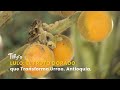 Lulo: El Fruto Dorado que Transforma Urrao, Antioquia - TvAgro por Juan Gonzalo Angel