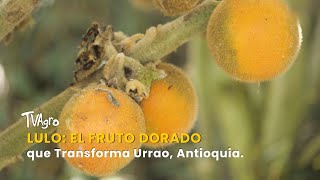 Lulo: El Fruto Dorado que Transforma Urrao, Antioquia - TvAgro por Juan Gonzalo Angel