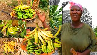 EXTREME HEAT ON THE FARM . LOOK WHAT IS HAPPENING TO OUR PLANTAINS .WE REALY NEED SOME RAIN  🇯🇲