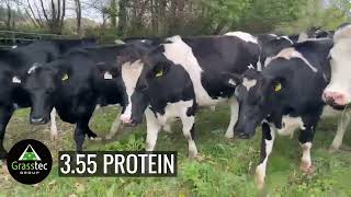 Spring 2026 In Calf Heifers