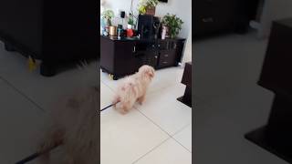Alert dog #cute #dog #puppy #breed #lhasaapso #pets #funny #youtube #toy #lhasa #guard #alert #art