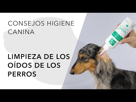 Video: Cómo tratar la infección de oído de su perro con monistat