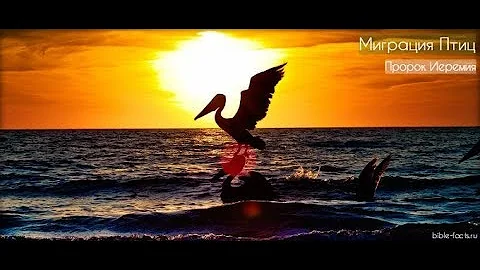 Бог чудес  миграция птиц