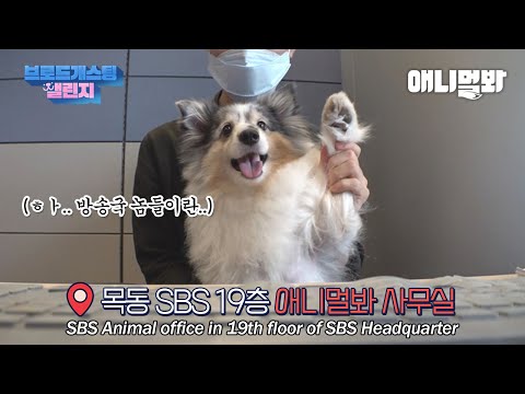 내 주인은 돌잡이 때 연필대신 카메라 잡은 진또배기 방송국놈이다 [브로드개스팅챌린지 4화] l <strong>Dog</strong> Challenges In Broadcast <strong>Center</strong> EP4
