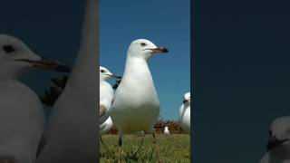 طائر النورس||Seagul|birdsyoutubeshorts youtube youtubevideos