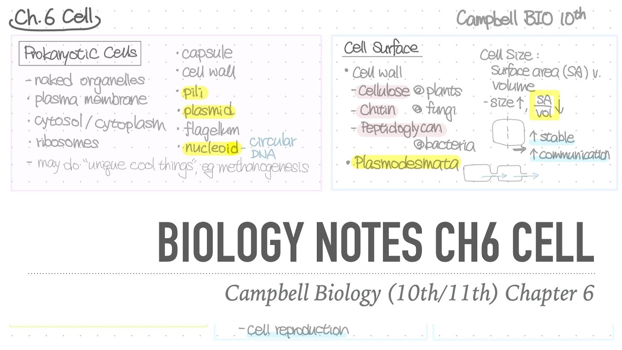 1001 Notes 📒 Ch 6 Cell 📝 Campbell Biology (10th/11th) Notes - YouTube