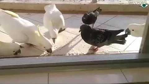 Попугай Отгоняет Голубя
