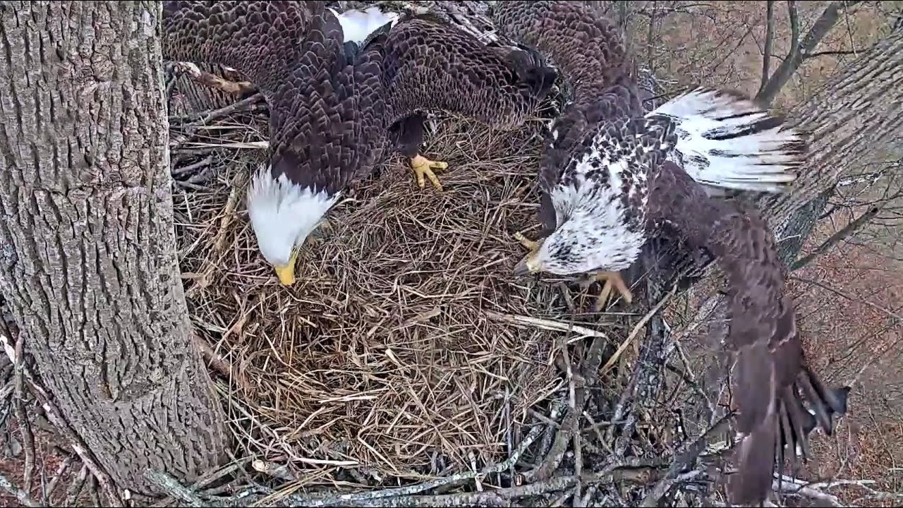 Port Tobacco Eagle Cam Guest Hope Takes Care Of It 2023.01.10