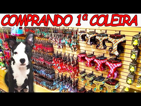 Vídeo: Como Comprar Uma Coleira De Cachorro