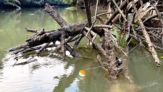 Download Lagu Ikan kakap putih penghuni akar pohon bakau naik semua! Mancing pas di sarang ikan kakap putih MP3