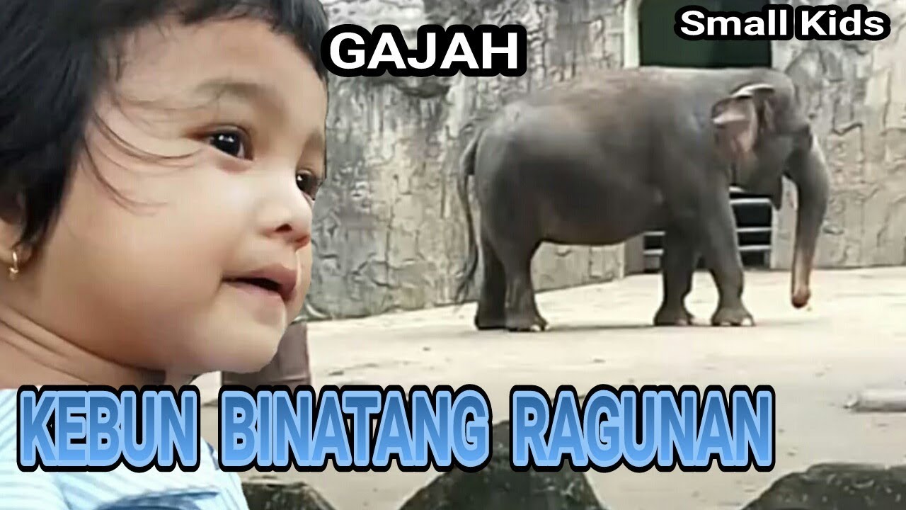 Main Ke Kebun Binatang Ragunan Lihat Banyak Binatang Gajah Rusa