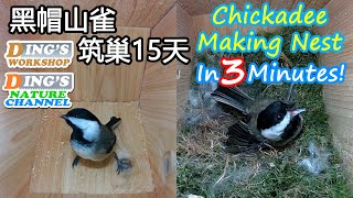 3分钟看完北美黑帽山雀筑巢15天 | Chickadee Nest in 3 Minutes! | 15 Days of Nest Making | Birdhouse Progress