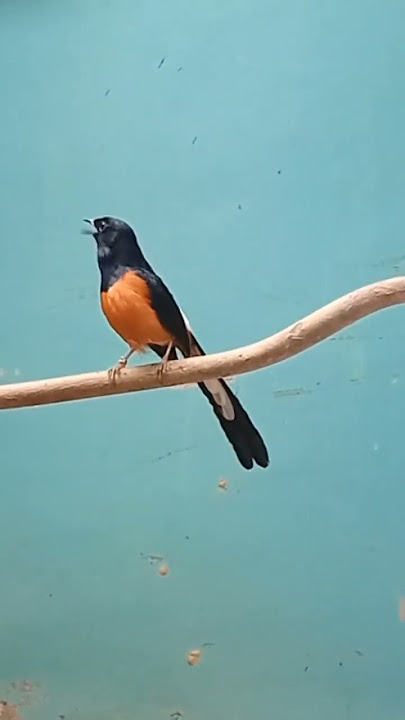 MURAI MACET BUNYI COBA PUTAR 1 MENIT SAJA