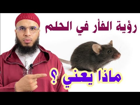 إذا رأيت الفئران في الحلم ماذا تعني