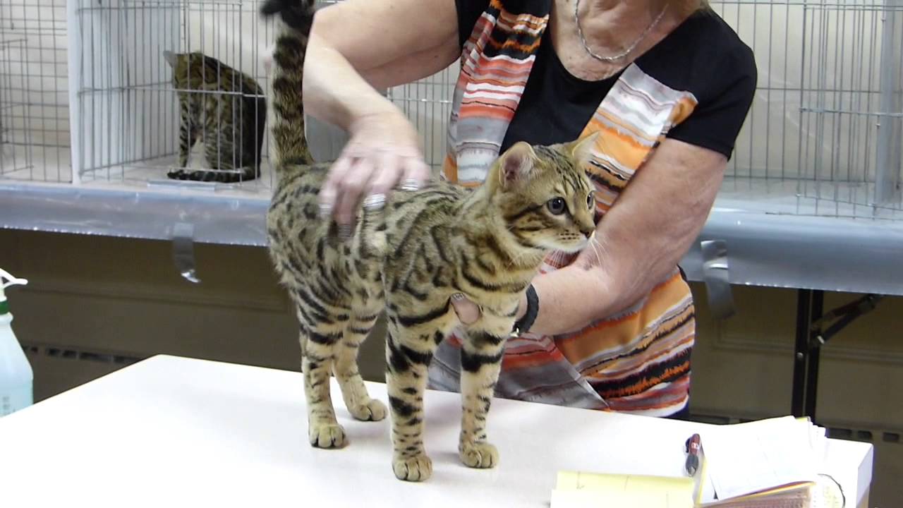 imusic ios CATSHOW 🐯EDMONTON 2014 ( T.I.C.A.)🐾