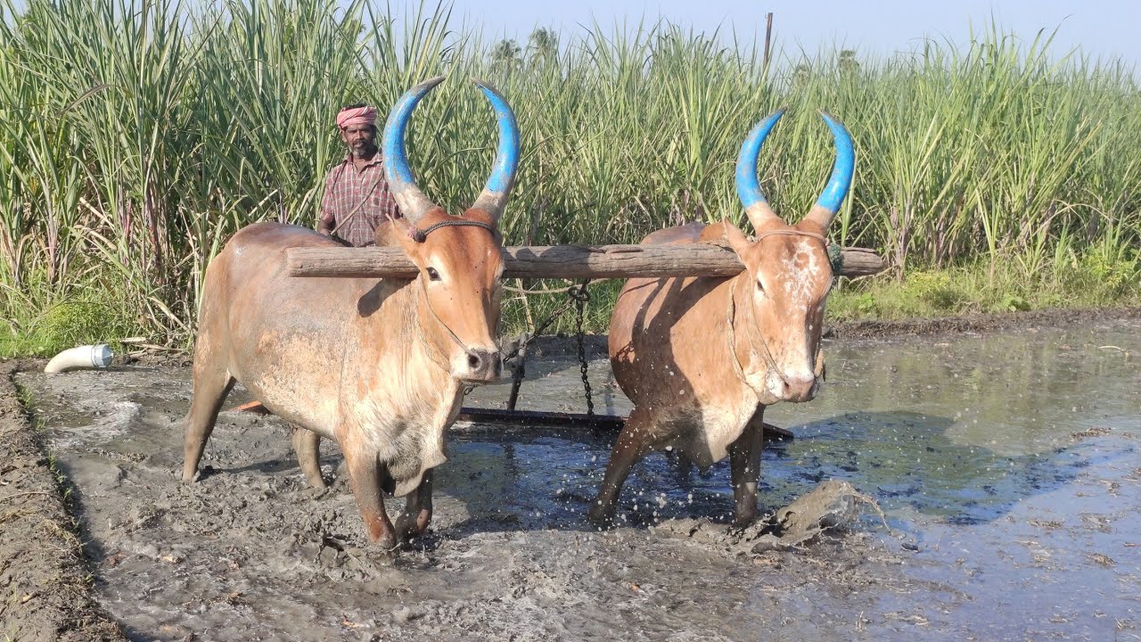 Bullock Working Style In Village | Bullockcart racing videos | cow videos | using Bullock agricultur