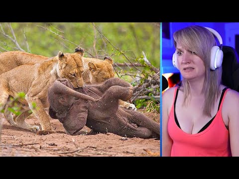 15 Merciless Predators Hunting Baby Animals Part 1 | Pets House