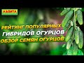 Обзор семян огурцов. Рейтинг популярных гибридов огурцов