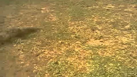 Corgi chasing stick