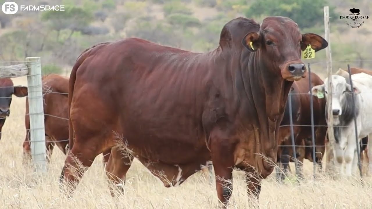 Brooks Boran proudly presents Lot 12, BRO 20-32, at the 2022 Boran National Auction.