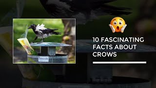 10 Incredible Facts About Crows 🪶 | Smartest Birds on Earth!