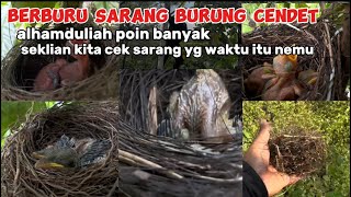 berburu sarang burung cendet poin banyak, seklian cek sarang yg waktu itu nemu #kicaumania