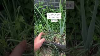 1-Minute Square Foot Garden Tour: Episode 2