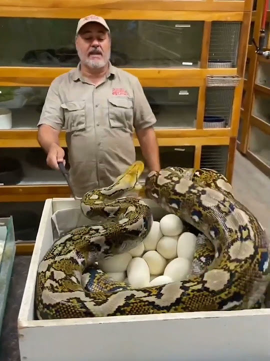 what-is-the-longest-snake-on-earth-shorts-youtube