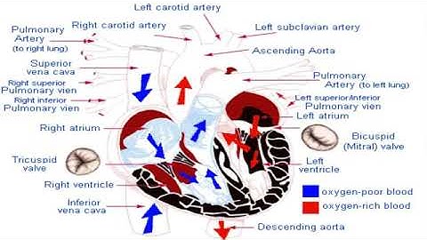 Chương 2 các tiếng thổi ở tim / hướng dẫn nghe tiếng tim