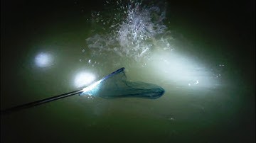 Câu cá Bông Lau dễ hay khó | Sông Nước Cần Giờ - Châu Huỳnh.