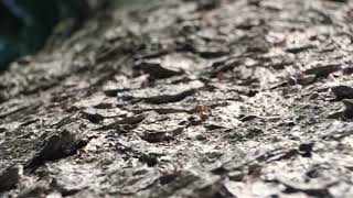 Habitat Selection and Foraging Behaviour of Ants