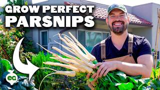 How to Grow Perfect Parsnips, from Seed to Harvest