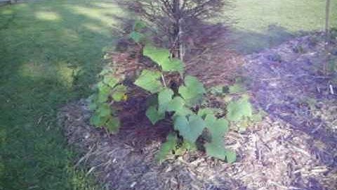 Cucumber Tree