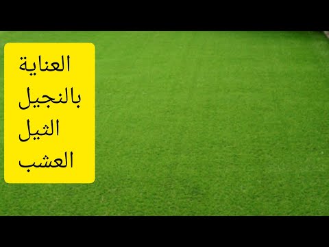 الحفاظ على في الشتاء ع بالثيل | النجيل | العشب ، الحشيش و الثيل ( Uganda grass C. dactylon Var Uga