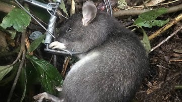 Thăm bẫy chuột rừng ( đêm hai)