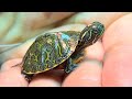 Baby Turtle Update