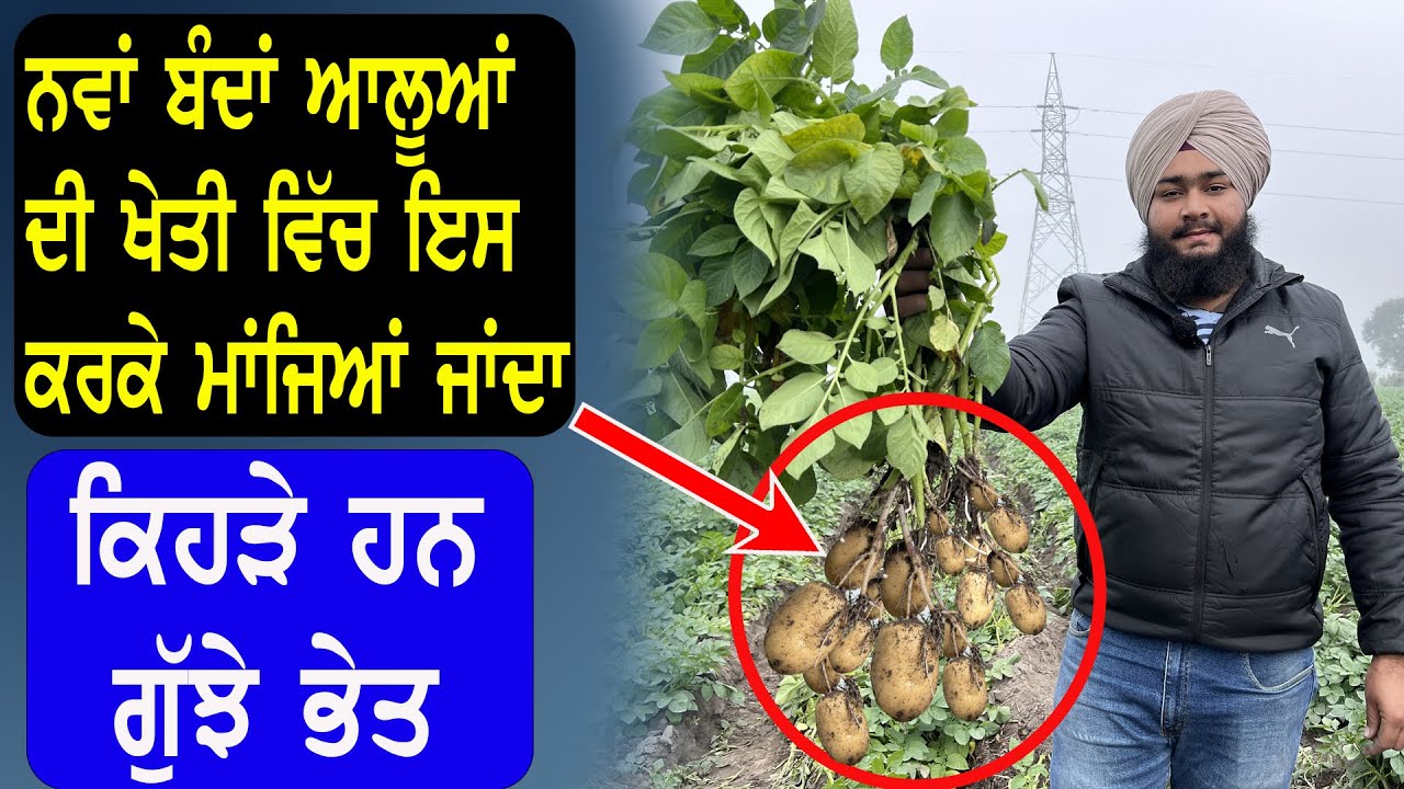 ਕੱਚੇ ਆਲੂਆਂ ਦਾ ਨਾਸ਼ਤਾ ਕਿਵੇਂ ਬਣਾਈਏ | How Make Potato Breakfast