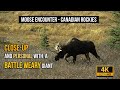 Close encounter with battle weary moose  an insiders travel guide