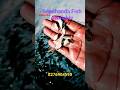 Rupchanda fish seed Naihati Rajendrapur fish market new video 2026 #naihati #fishmarket