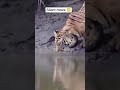 The  Tiger Thought The Water Was Safe. #wildlife #animals #nature
