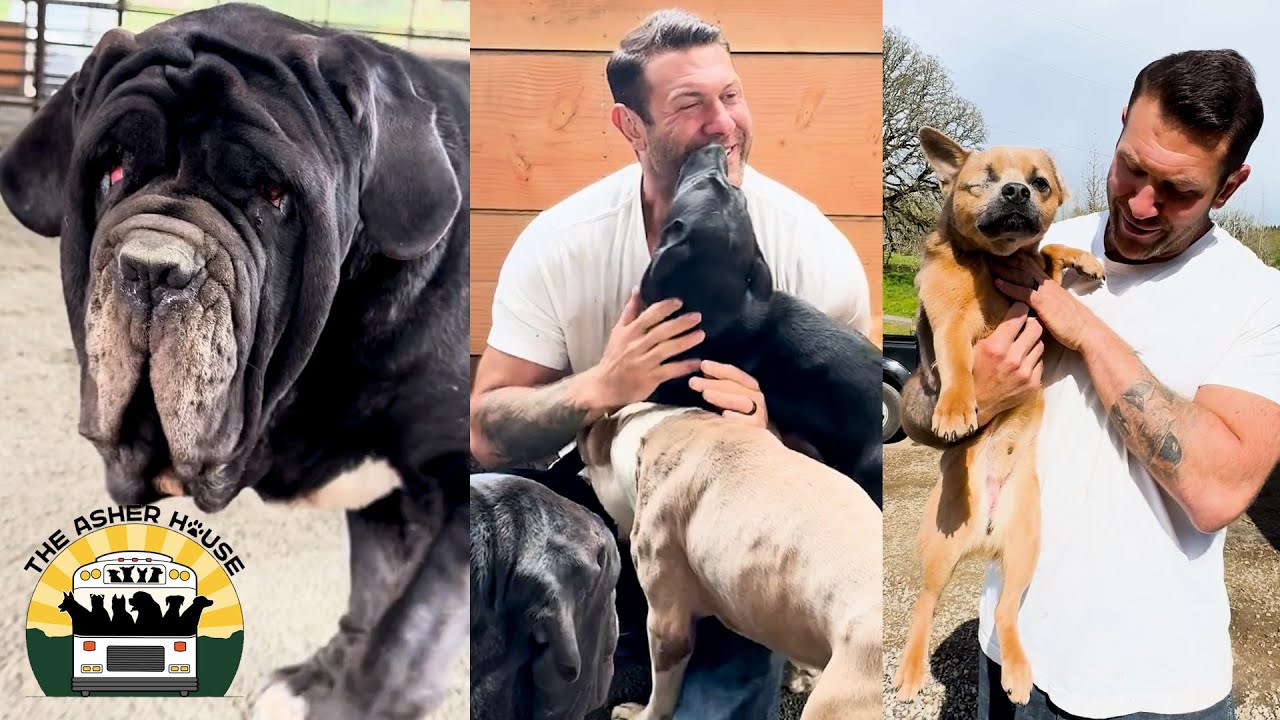 Всем этим собакам-неудачникам дали второй шанс на жизнь | Дом Эшера