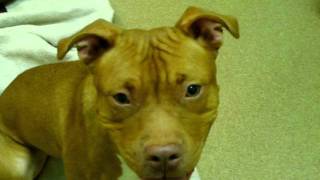 Meet Ginger A Terrier American Pit Bull Currently Available For Adoption At Petango 10282011