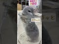 砂浴び大好き♪ふわふわなチンチラちゃん（熱帯倶楽部）