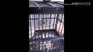 Download lagu Suara Pikat Masteran Prenjak Kepala Merah Betina Gacor ngetirrr Suara Pikat Masteran Prenjak Kepala Merah Betina Gacor ngetirrr