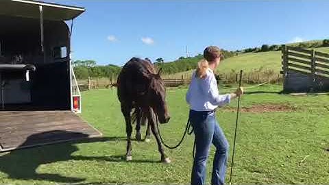 How to teach your horse to trailer/float load