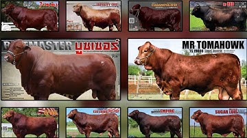 พ่อพันธุ์บีฟมาสเตอร์ (Beef Master)